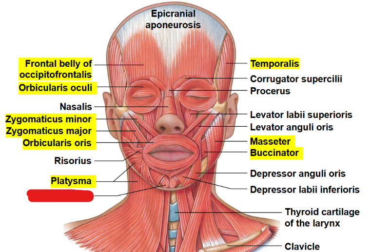 <p>What muscle is this?</p>