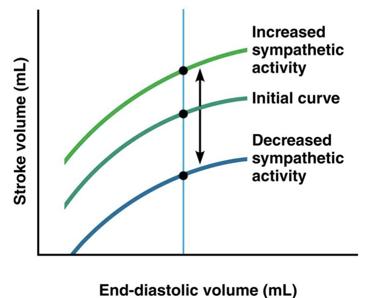 <ul><li><p>sympathetic stimulation results in increased SV without a change in EDV</p></li></ul><p>*parasympathetic input does not directly impact the contractility of the ventricles (no/few m-ACh receptors on the ventricles)</p><p></p>