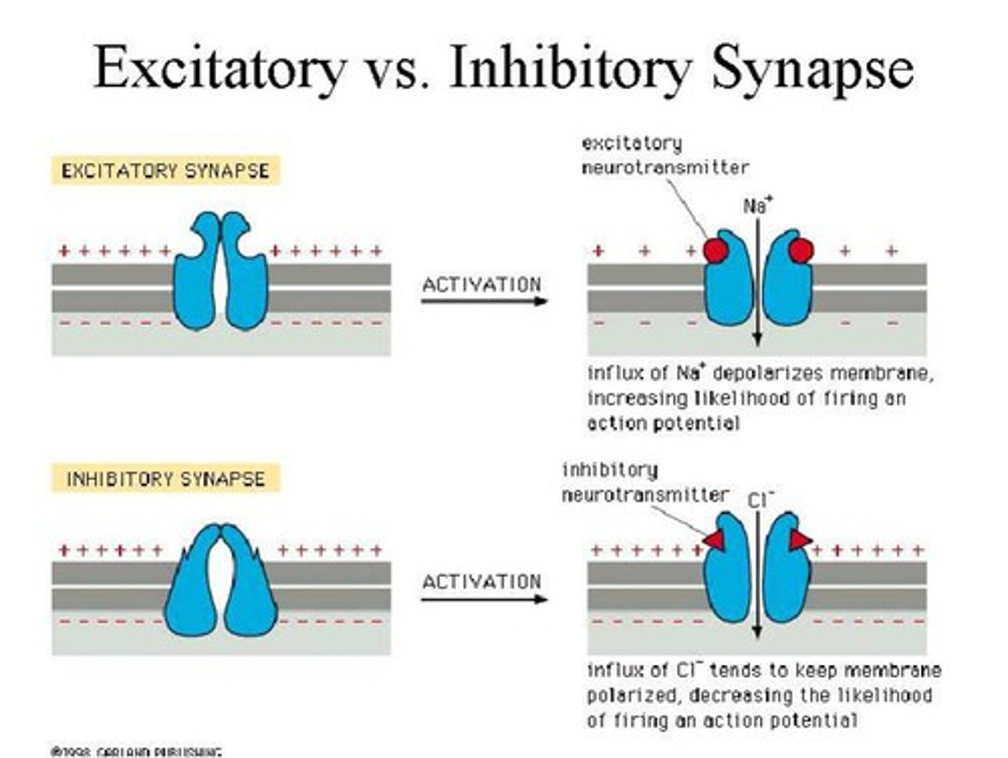 <p>decrease the likelihood that a nerve impulse (or action potential) will be triggered in the postsynaptic neuron.</p><p>They do this by binding to receptors on the postsynaptic cell and causing negative ions (like chloride, Cl⁻) to flow in or positive ions (like potassium, K⁺) to flow out.</p><p>This makes the inside of the neuron more negative (a process called hyperpolarization), moving it farther from the threshold needed to fire an action potential.</p>