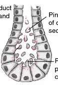 <p>scretory products released at apical cell surface in small membrane bound vesicles that enter into a duct</p><p></p>