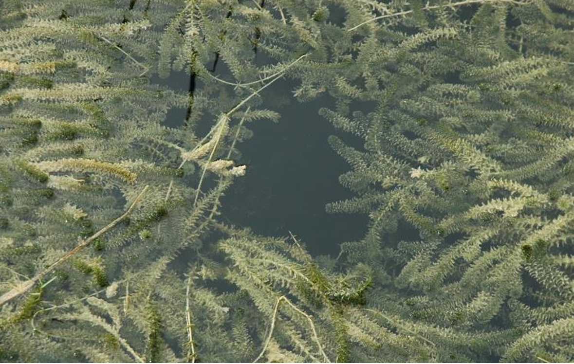 <p><em>Hydrilla verticillata</em> (Hydrocharitaceae)→ hydrilla, waterthyme</p><p><u>CO&nbsp;LIST A</u></p><p>• Dioecious, perennial, submerged aquatic species. </p><p>• Female flowers consist of 3 sepals and 3 petals, white to reddish brown. </p><p>• Male flowers are inconspicuous and green. </p><p>• Reproduction by tubers, turions, seeds and stem fragments. </p><p>• Stems near the top of the water column are highly branched, forming dense mats.</p>