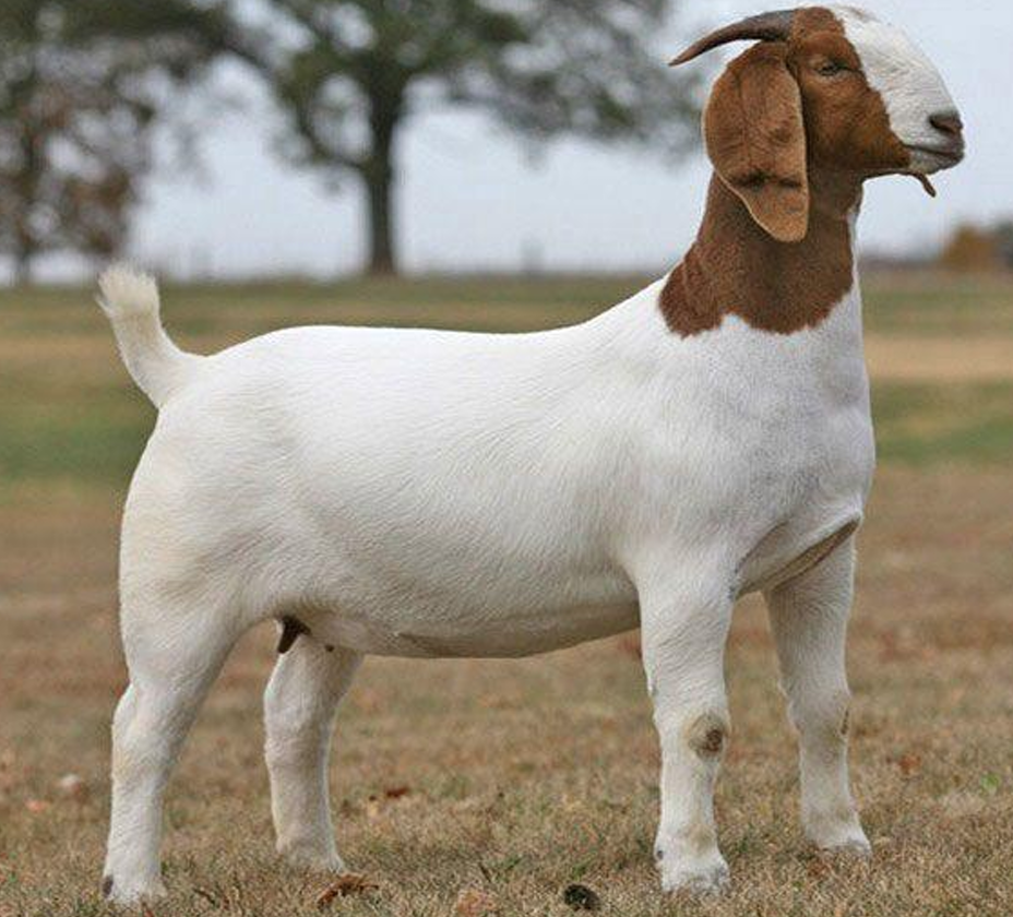 <p>What Goat is this?</p>