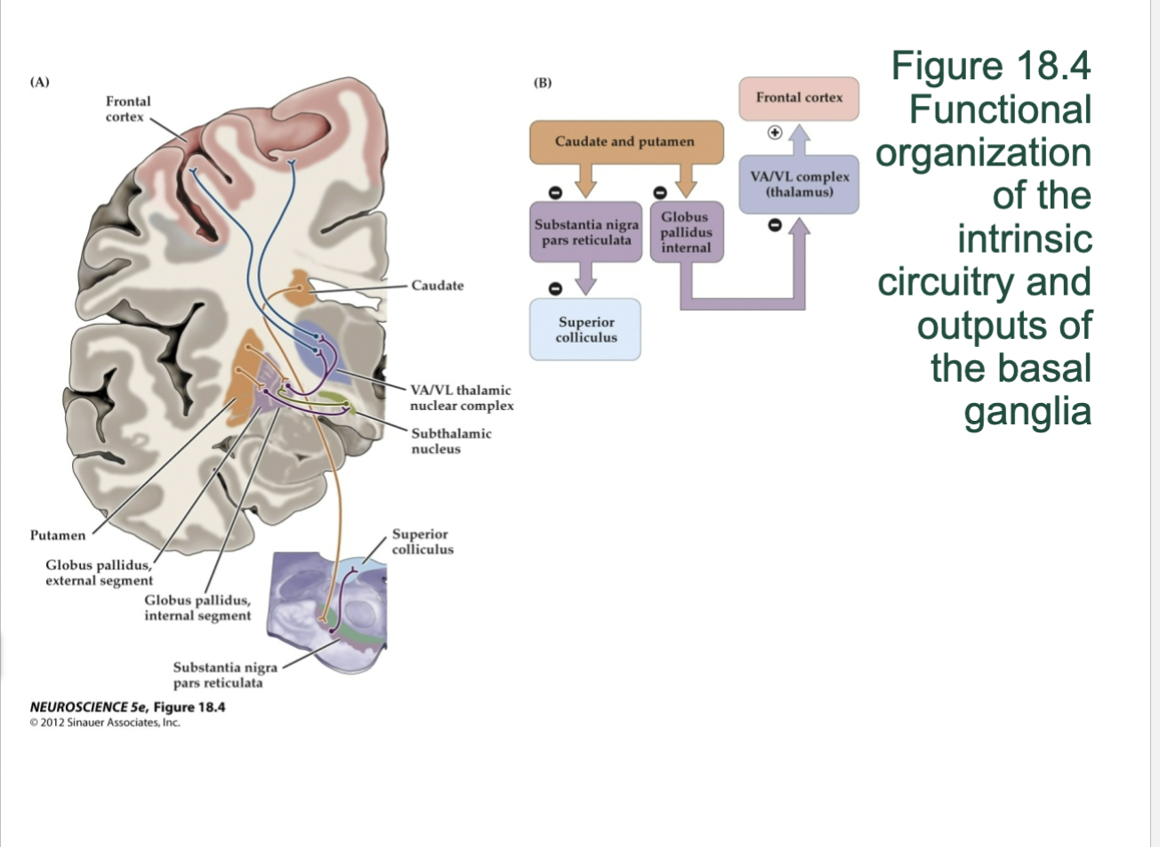 <p>18.4- Functional organization of the intrinsic circuitry and outputs of basal ganglia</p>