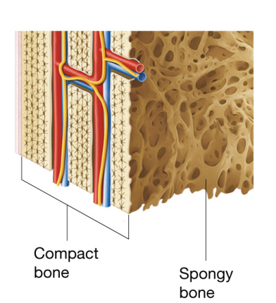 <p>Compact bone- one of 2 bone textures with a hard and dense outer region; Allows bone to resist linear compression and twisting forces among other stresses</p><p>Spongy bone- The second bone texture found inside the compact layer; its a honey comb like framework of bony struts which allows long bones to resist forces from many directions , provides cavity for bone marrow, and reduces weight of the skeleton</p><p>Epiphyseal lines- separate both proximal and distal epiphyseal from diaphysis; remnant of epiphyseal plates, a segment of hyaline cartilage found in developing bones birth.</p>