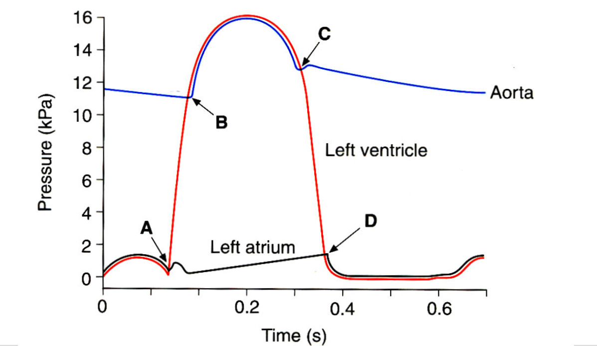 <p>What occurs at each letter?</p>