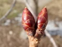 <p>What type of Bud Scale is this?</p>