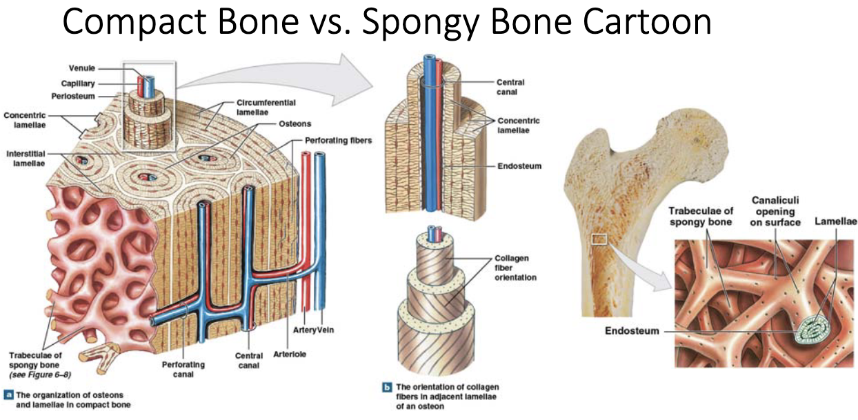<p>the role of spongy bone is to </p>