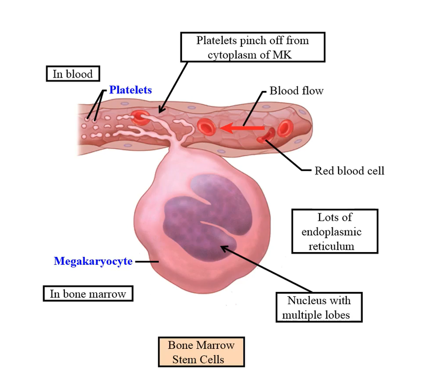 <p>Megakaryocytes</p>