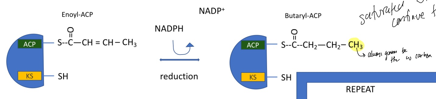 <p>reduction reaction using NADPH</p><ul><li><p>again doesn’t cost any energy</p></li><li><p>catalyzed by fatty acid synthase&nbsp;I</p></li><li><p>forms butaryl-ACP</p></li></ul><p></p>