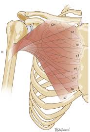 <p>origin: clavicle, sternum, and costal cartilage of upper ribs</p><p>insertion: intertubercular sulcus of humerus </p>