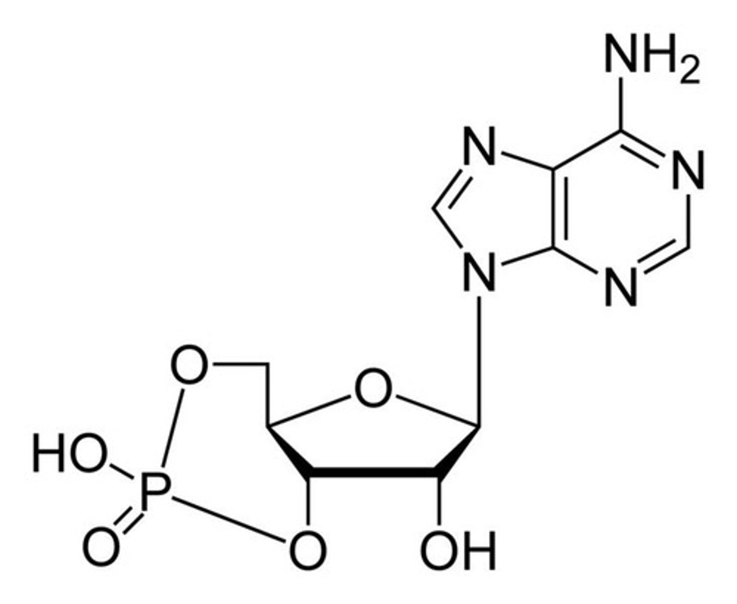 <p>-hormone signaling</p><p>-gene expression</p><p>-nervous stimulation transmission</p>