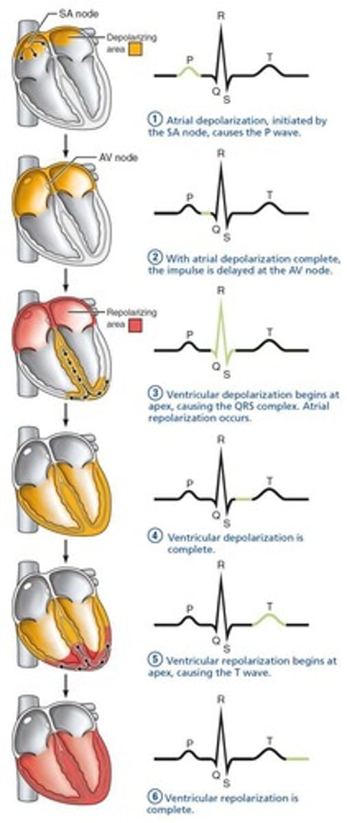 <p>The depolarization of the SA node and atria.</p>