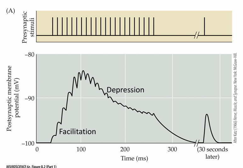 <p>due to lack of primed vesicles and feed-back inhibition. Results in decreased neurotransmitter release</p>