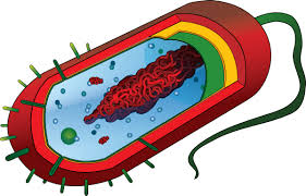 <p>what cell is this </p>