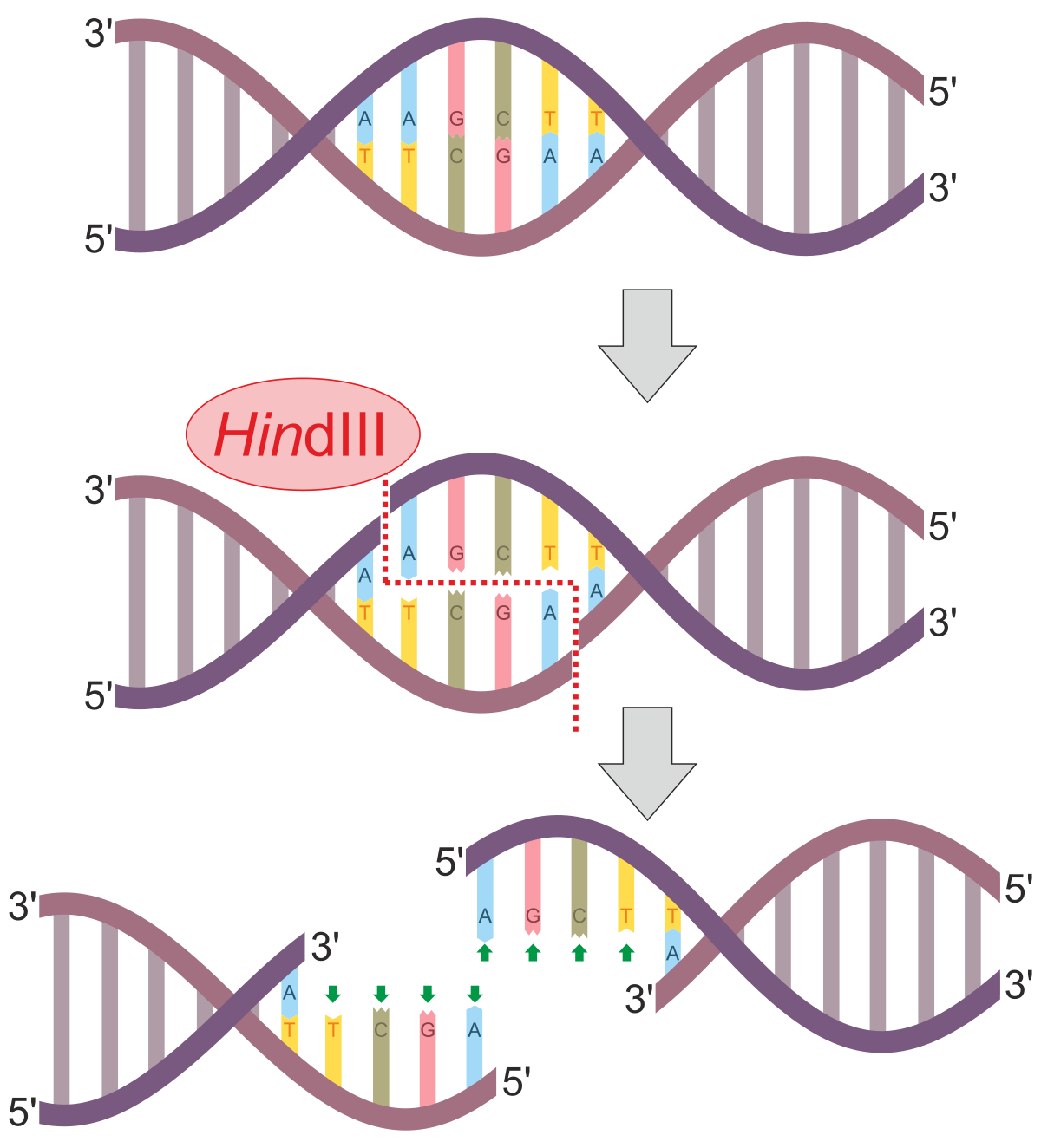 <p>Removes all the RNA primers from both DNA strands to make room for DNA molecules.</p>