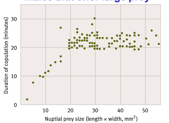 <p>-Females reject males that don’t offer them prey</p><p>-Females prefer males that offer large prey (the larger the prey, the longer the mating time)</p>