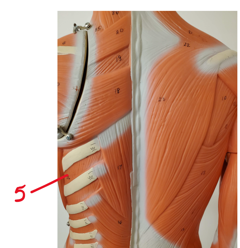 Anterior muscles of thorax and shoulder #5