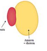 <p>discoid</p>