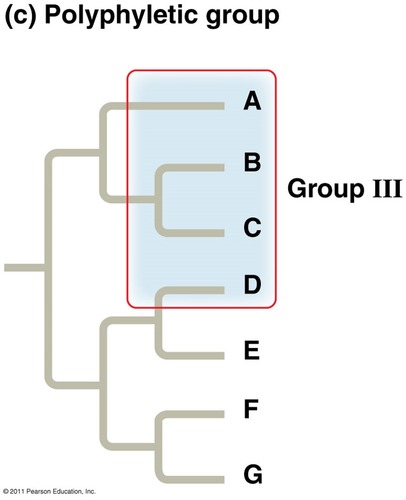 a group that doesn't include its common ancestor