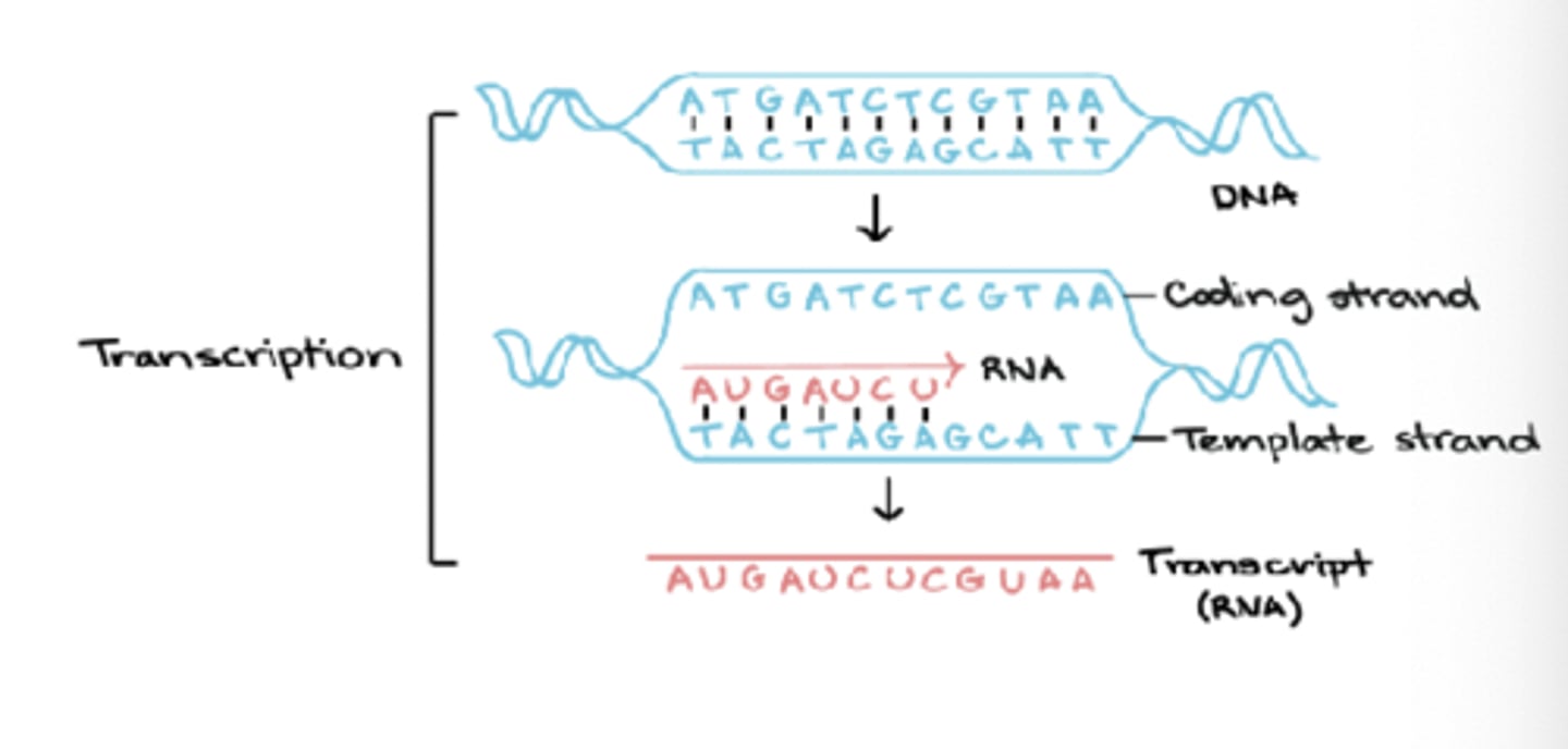 <p>unidirectional as only one DNA strand used as a template</p>