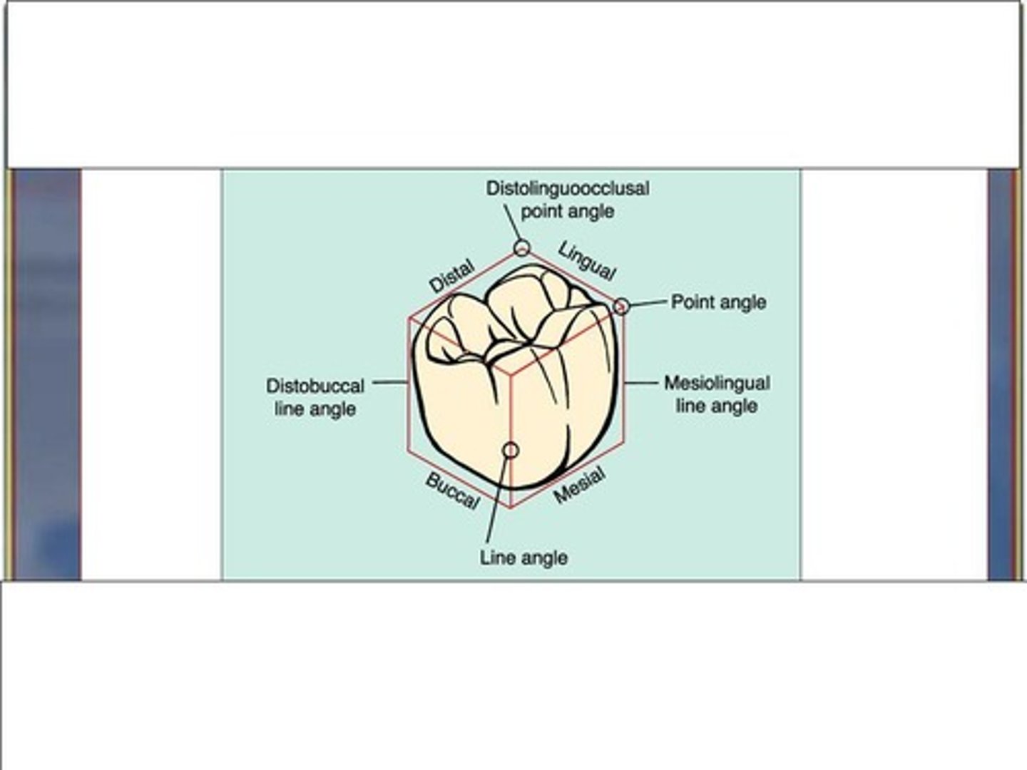 <p>When two surfaces of a tooth meet</p>