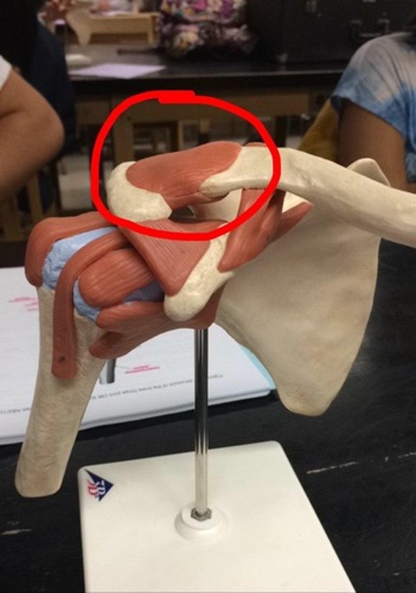 <p>fx: connects the clavicle to the acromion</p>