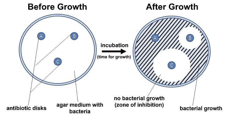 <p>Antibiotic sensitivity </p><p>Mueller Hinton Agar (MHA)</p><p>Compare measured zone of inhibition to standard table </p><p>     Sensitive (susceptible), intermediate, resistant </p><p></p>