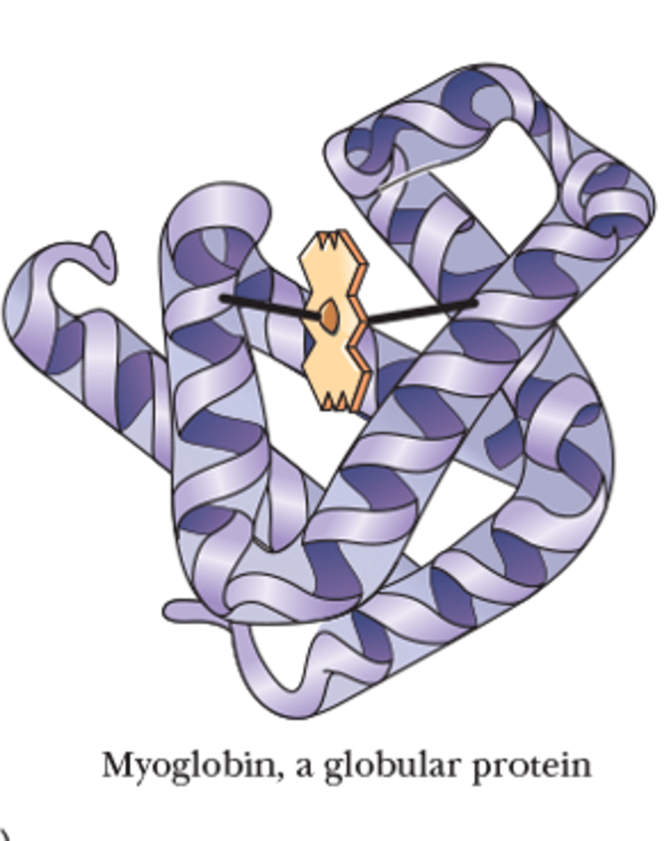 <p>Proteins in which the backbone folds on itself to produce a more or less spherical shape.</p><p>Has compact structures</p><p>More active in transport</p>