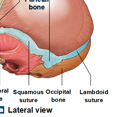 <ul><li><p>near mastoid process / back of head area </p></li></ul><p></p>