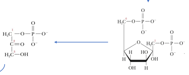 <p>responsible for cleavage of a carbon-carbon bond of F6P</p>