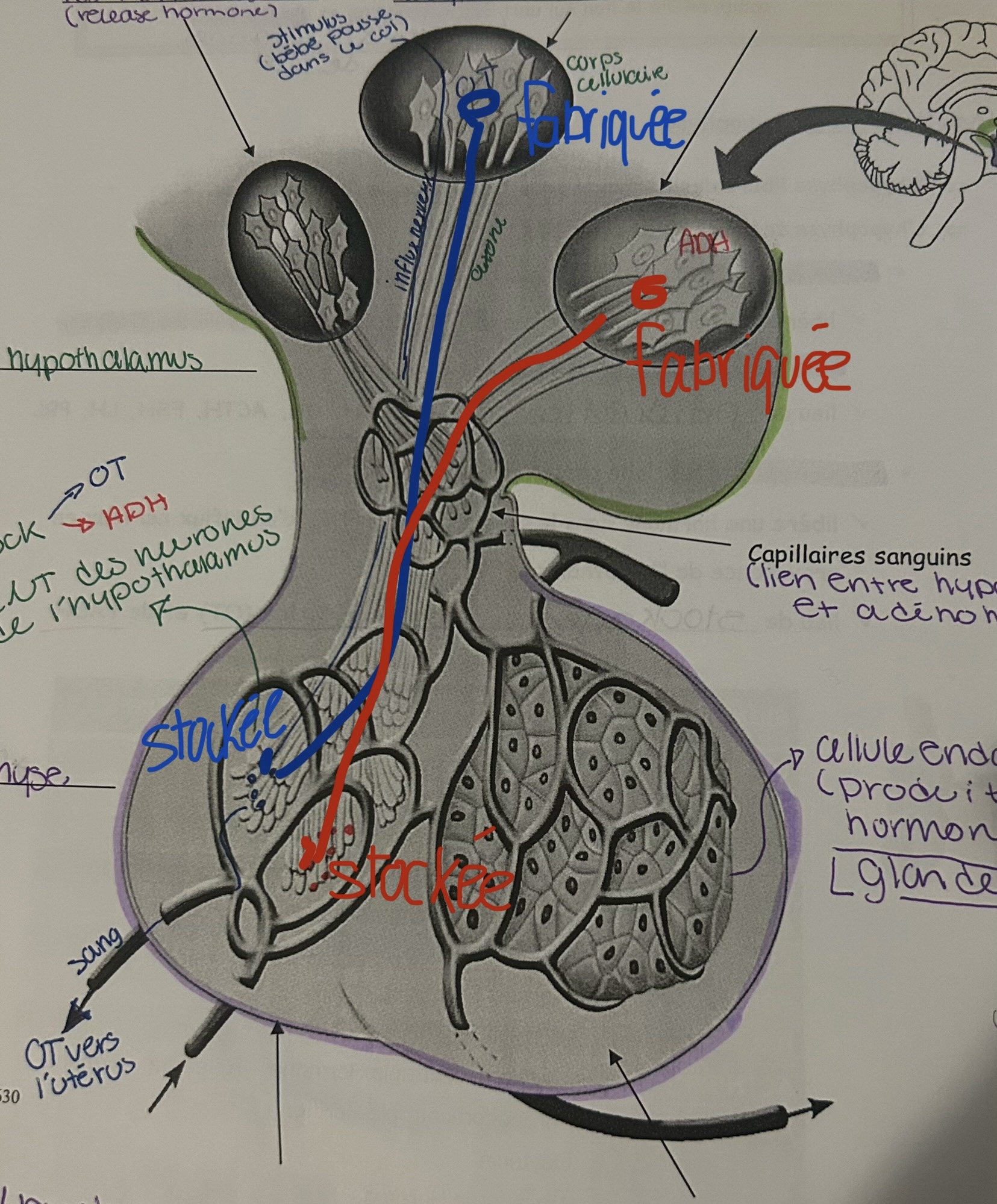 <p>les hormones sont créées dans le corps cellulaire des neurones qui se retrouvent dans l’hypothalamus, alors que le CNT (lieu de stockage dans le neurone) se retrouve dans la neurohypophyse, ainsi l’OT et l’ADH font leur chemin jusque dans la neurohypophyse pour être stocké</p>