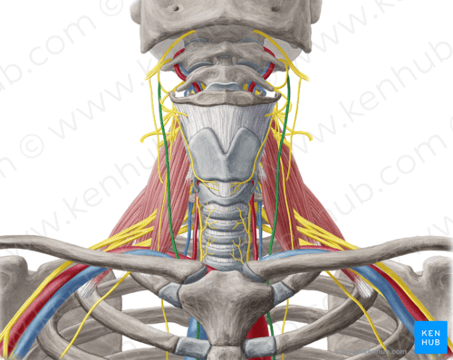 <p>oorsprong: hersenstam</p><p>innervatie: hart, longen, maag</p>
