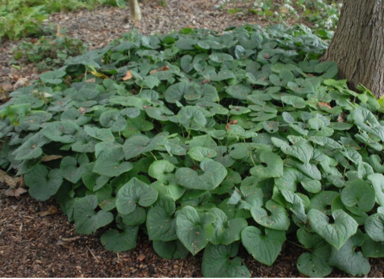 <p></p><p>Foliage plant</p><p>Shade</p><p>Rain and native gardens</p>