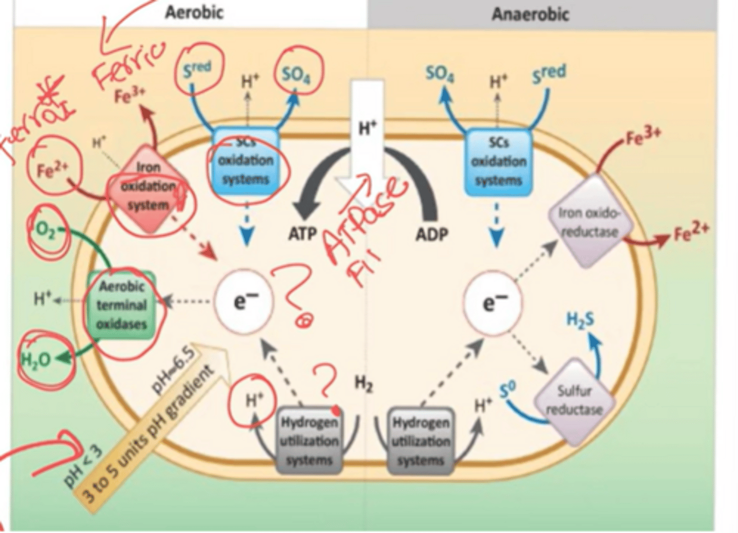 <p>acidophillic bacteria that uses the pH as a "battery system". will oxidate iron, sulfur, and hydrogen.</p>