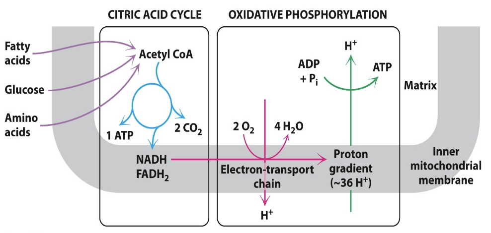 <p>What is described in the following image and points:</p><ul><li><p>Process in which cells consume O<sub>2</sub> and produce CO</p></li><li><p>Provides energy (ATP) from glucose (more than than glycolysis)</p></li><li><p>Can capture energy stored in lipids and amino acids</p></li><li><p>Evolutionary origin: developed about 2.5 billion years ago</p></li><li><p>Used by animals, plants, and many microorganisms</p></li><li><p>Citric Acid Cycle + Oxidative Phosphorylation</p></li><li><p><strong>Occurs in <u>three</u> major stages</strong>:</p><ul><li><p><strong>Acetyl CoA production </strong></p></li><li><p><strong>Acetyl CoA oxidation</strong></p></li><li><p><strong>Electron transfer and oxidative phosphorylation</strong></p></li></ul></li></ul><p></p>
