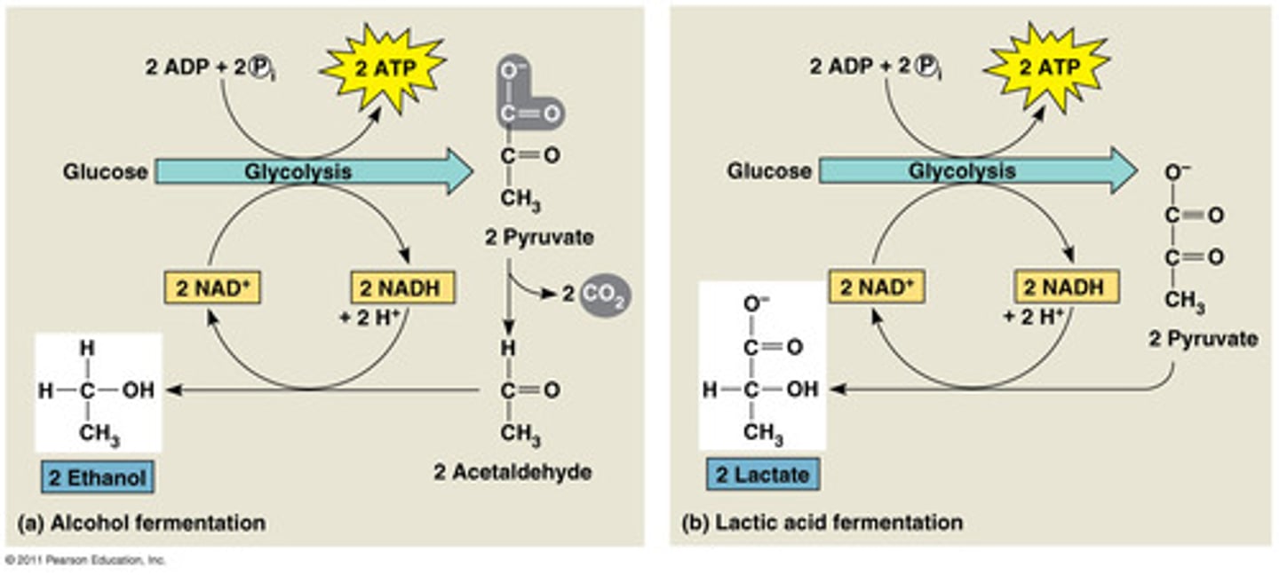 <p>alcohol: makes 2 ethanol, releases CO2</p><p>lactic acid: makes 2 lactate, no CO2</p><p>both: make 2 ATP</p>