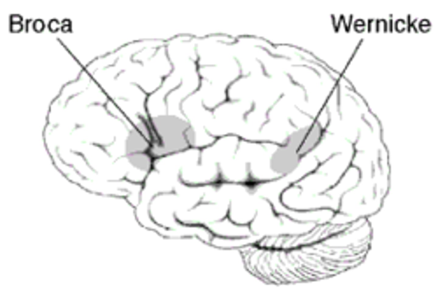 <p>Where spoken language is understood</p>