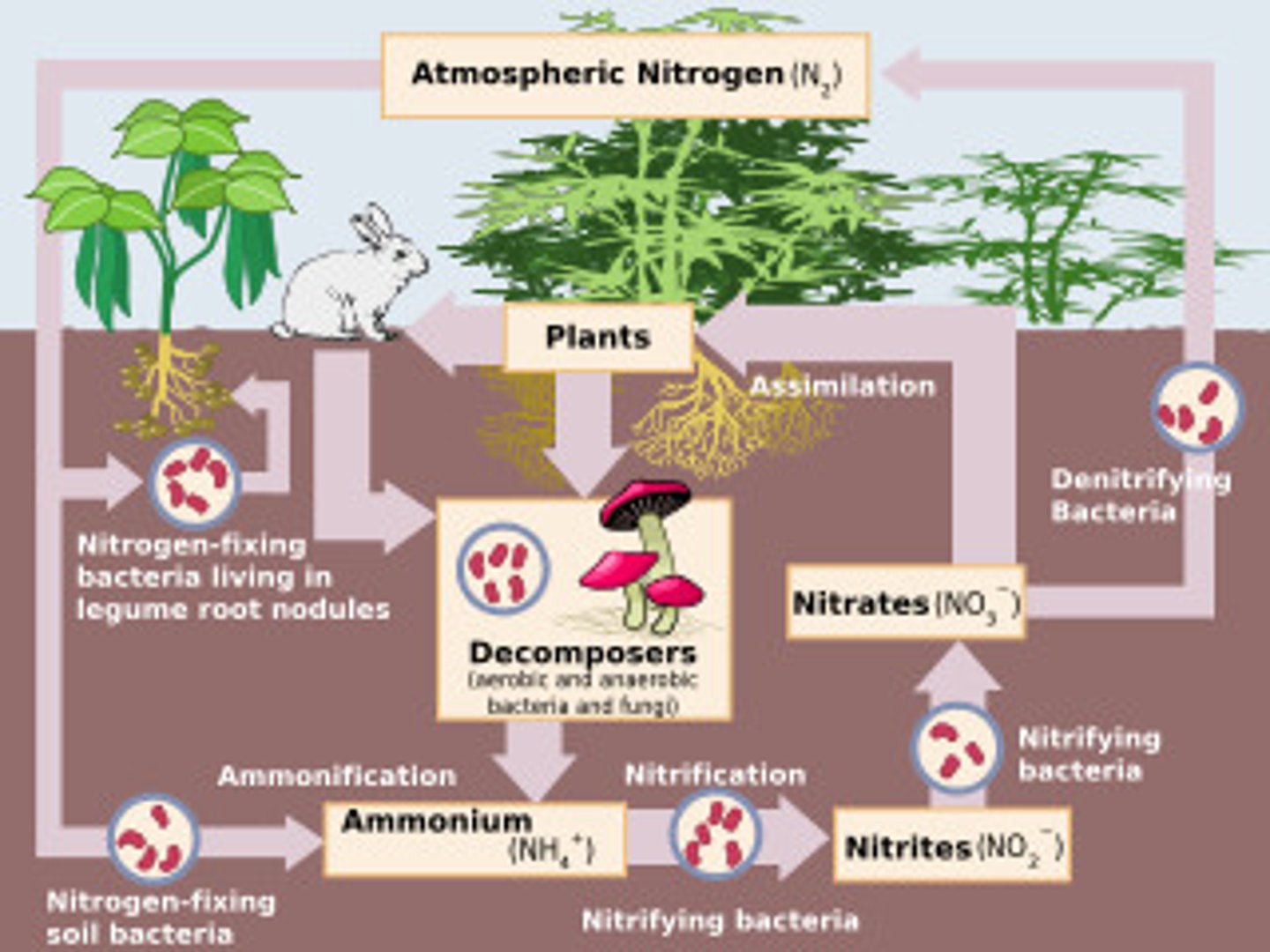 <p>The transfer of nitrogen from the atmosphere to the soil, to living organisms, and back to the atmosphere</p>