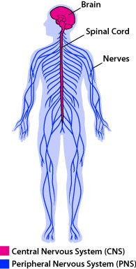 <ul><li><p>Somatic nervous system</p></li><li><p>Autonomic Nervous System</p></li></ul><p></p>