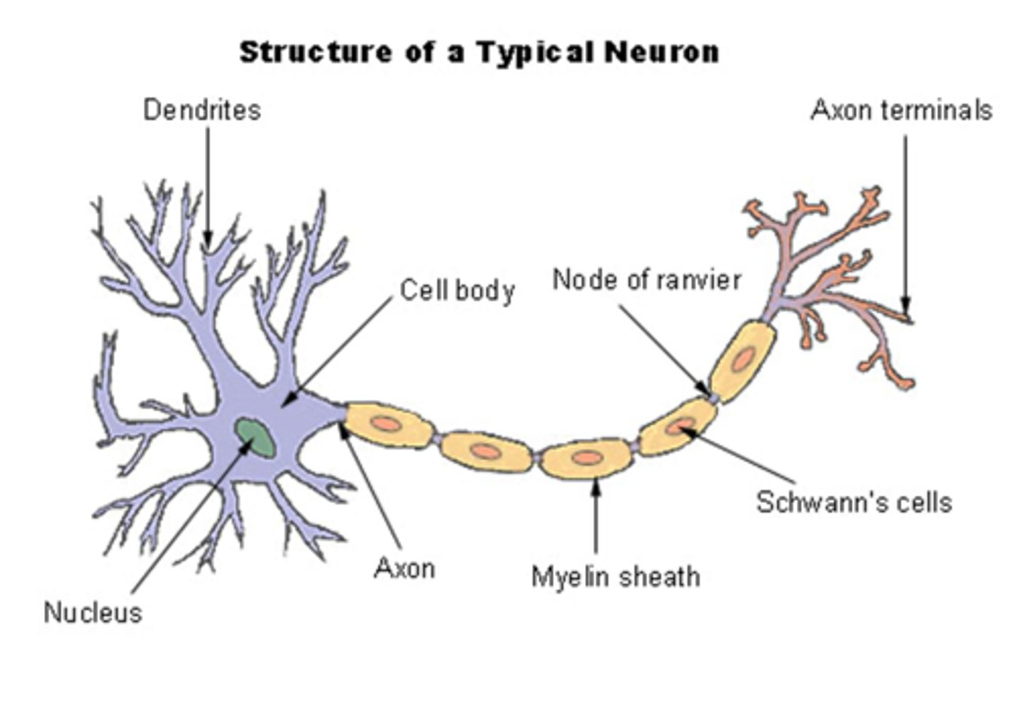 <p>Neurones that have axons covered in myelin sheaths</p>