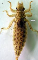 <p>What bug family is this</p>