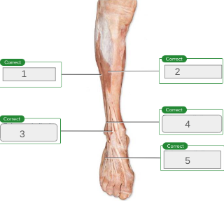 <p>name muscles 1-5</p>