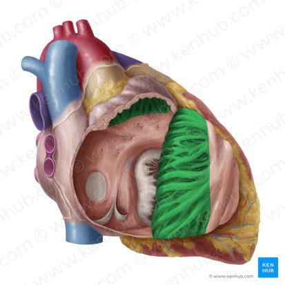 <ul><li><p>bundles of muscles on the anterior wall of the right atrium</p></li></ul><p></p>