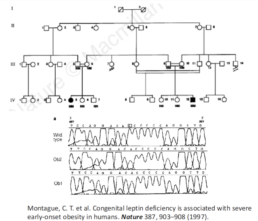 <p>A family with congenital leptin deficiency was reported in 1997</p><ul><li><p>Affected individuals were homozygous for a <strong>single nucleotide deletion</strong> in their <strong>leptin gene</strong> causing a frameshift mutation</p></li></ul><p></p>