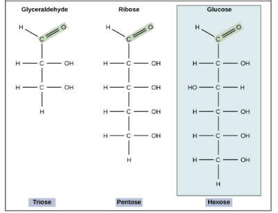 <p>Look at the number of carbons! Some of the most common include: trioses (three carbons), pentoses, and hexoses.<br><br>Look at this card!</p>