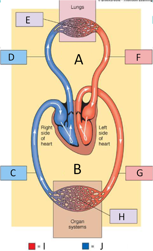 <p>System arteries</p>