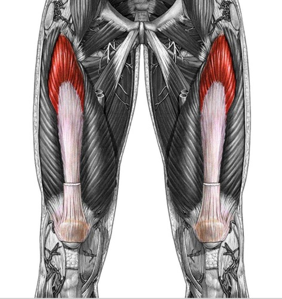 <p>Extension of leg at knee joint; articularis genus retracts synovial membrane</p>