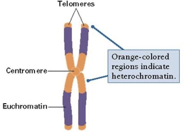 The centromere, mid section, and ends (telomeres) of the chromosome are heterochromatin and thus not very useful.