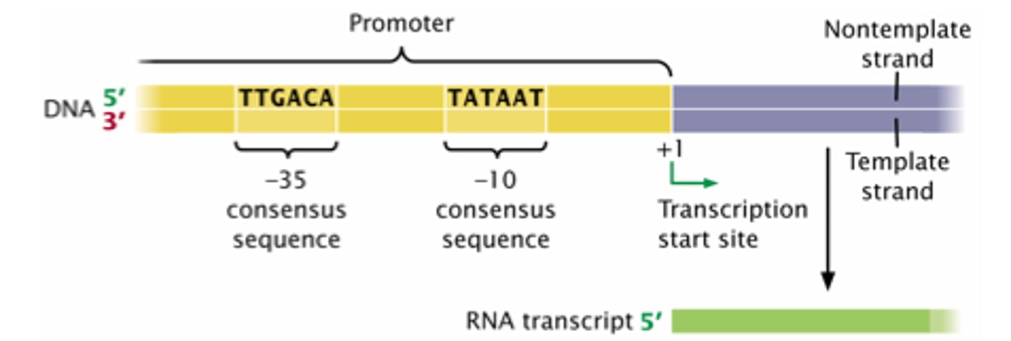 <p>A specific DNA sequence where RNA pol binds to begin transcription.</p>