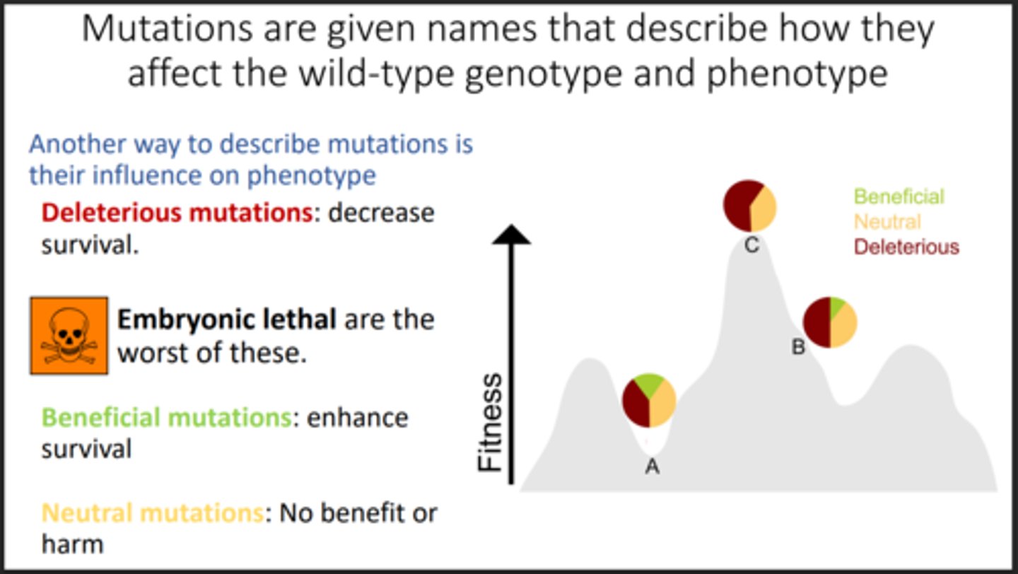 <p>Mutations that are deadly for embryos</p>